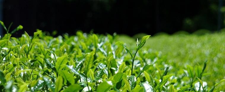 Hiraoka Tea Garden - tokinari.live