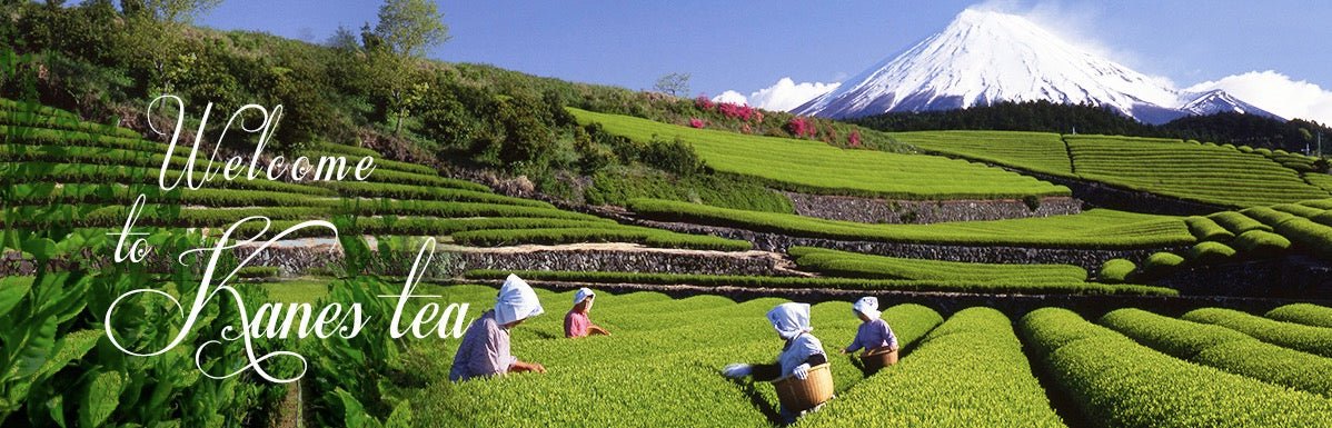 Kanes Tea Factory - tokinari.live