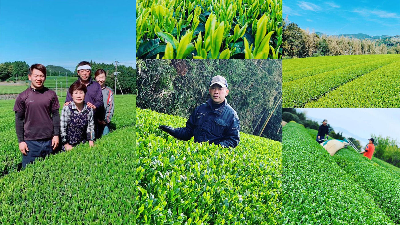 Kikizu Tea Garden - tokinari.live