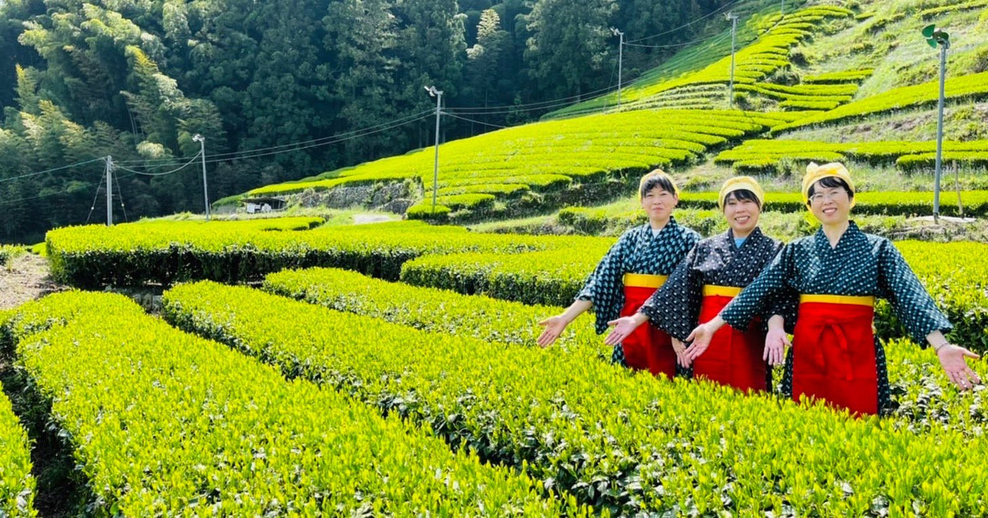 Kiyosawa Tea Gardens - tokinari.live