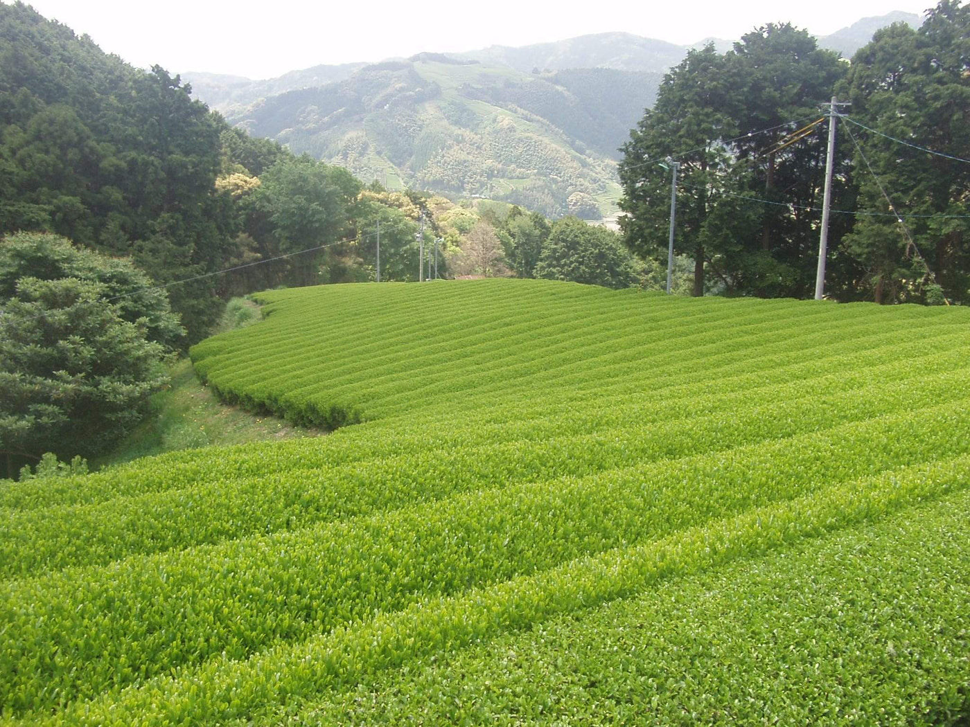 Okada Tea Farm - tokinari.live