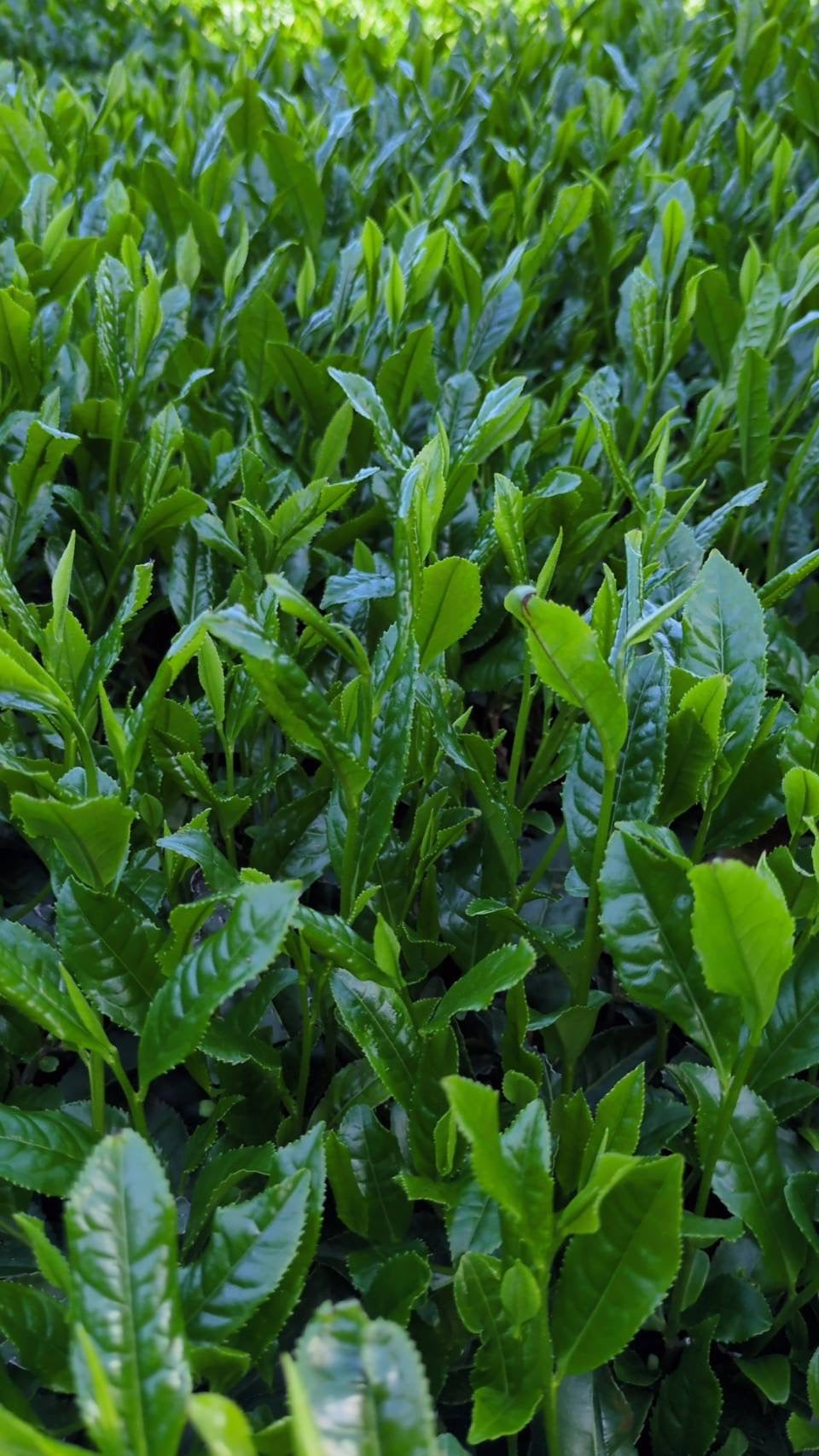 #0932.K2 Tenocha Ureshino Tamaryokucha 玉緑茶