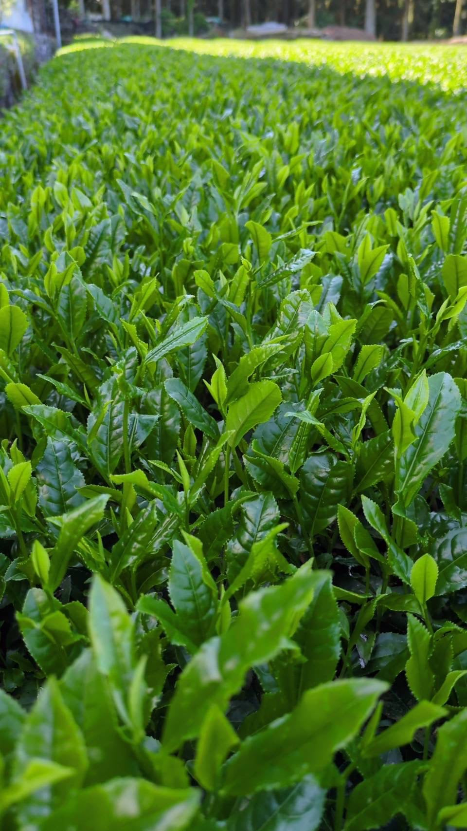 #0932.K2 Tenocha Ureshino Tamaryokucha 玉緑茶