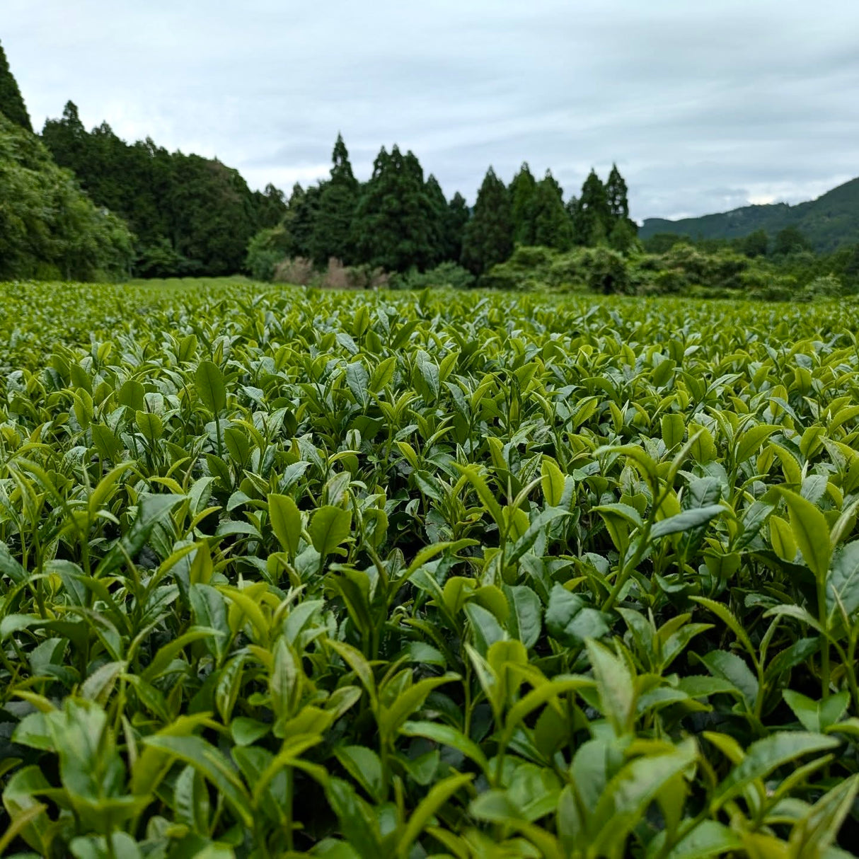 #0438.F2:おぼろ夢茶房 深蒸し茶|くま園