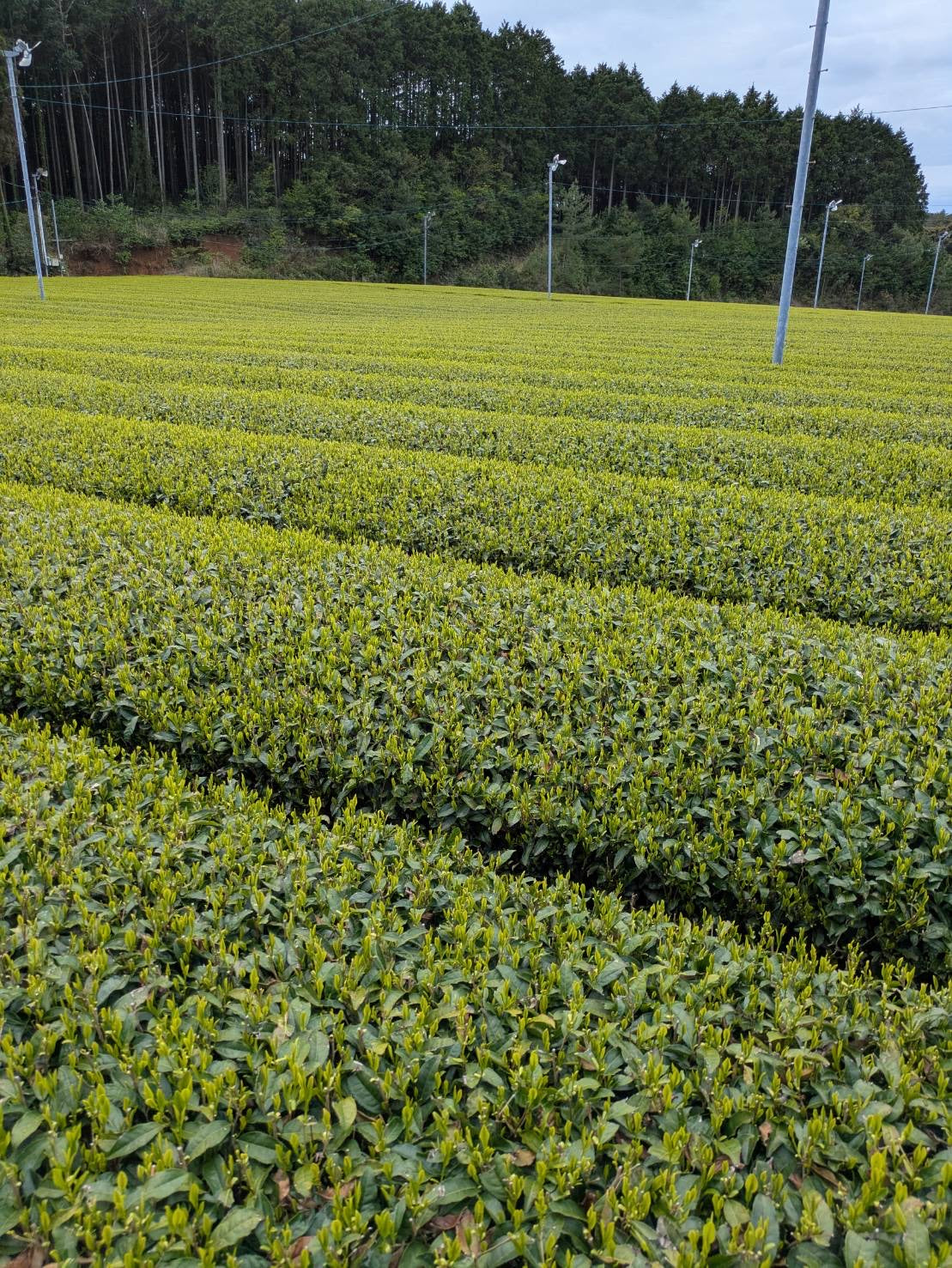 #0932.K2 Tenocha Ureshino Tamaryokucha 玉緑茶
