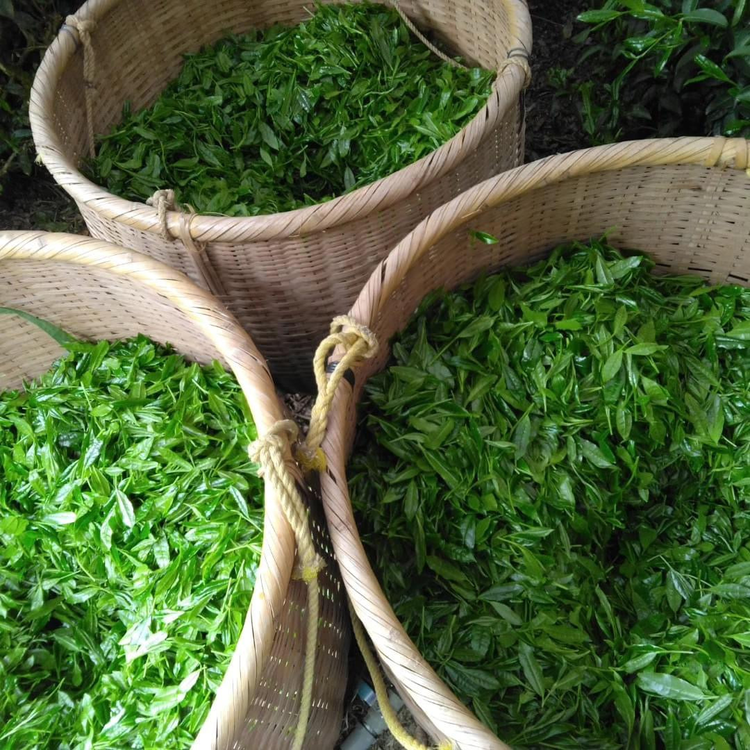 Teal leaf hand picking Kuma Tea Garden: Yamecha Saemidori Heritage Grade Gyokuro Tenkaichi - 71st All Japan Tea Competition Grand Prize Winning Garden - tokinari.live