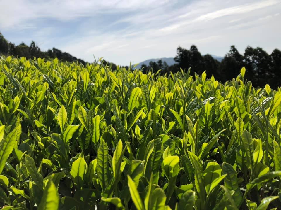 Ayumi Farms (Cyittorattu): 2022 Kukicha - Spring Leaf Stem Green Tea - tokinari.live