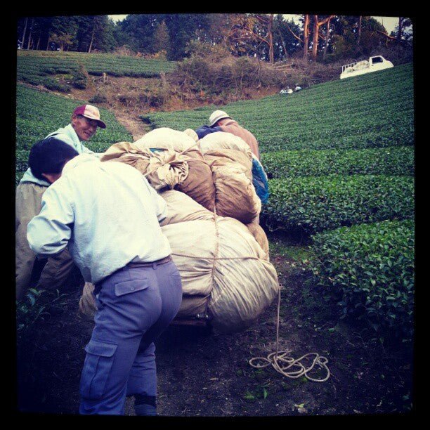 Azuma Tea Garden: "Wazuka no mukashi" Matcha Cultivar Series Gokou, Standard Ceremonial Grade 和束の昔 - tokinari.live