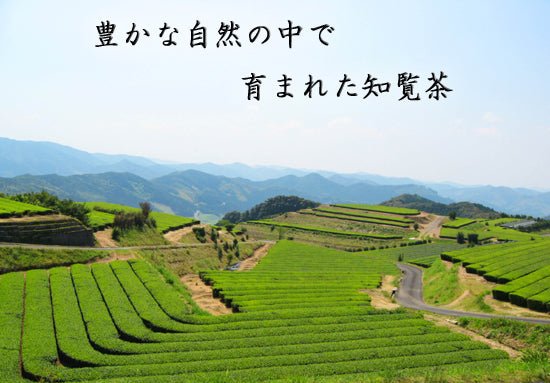 Furuichi Seicha #07: Limited Edition 2022 Premium Shincha Chirancha Early First Flush Fukamushicha 特上知覧茶新茶 - tokinari.live