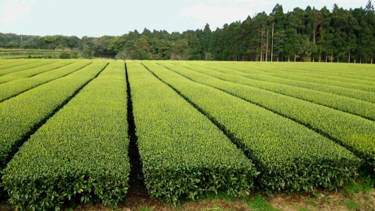 Hachimanjyu Yakushima Tea: 2022 Premium Spring Sencha Green Tea (Yabukita & Asatsuyu, Limited Quantity) 屋久島茶 有機緑茶 - tokinari.live
