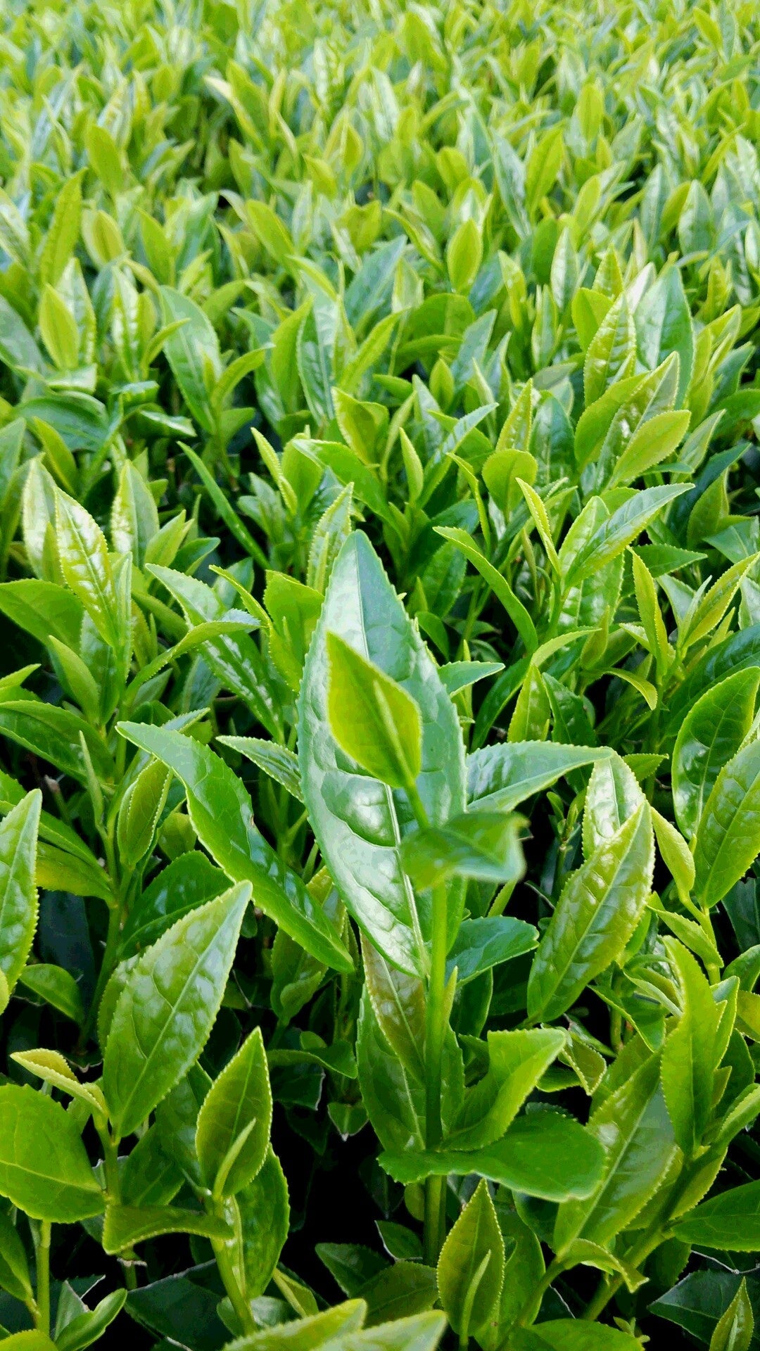 Hachimanjyu Yakushima Tea: 2022 Premium Spring Sencha Green Tea (Yabukita & Asatsuyu, Limited Quantity) 屋久島茶 有機緑茶 - tokinari.live