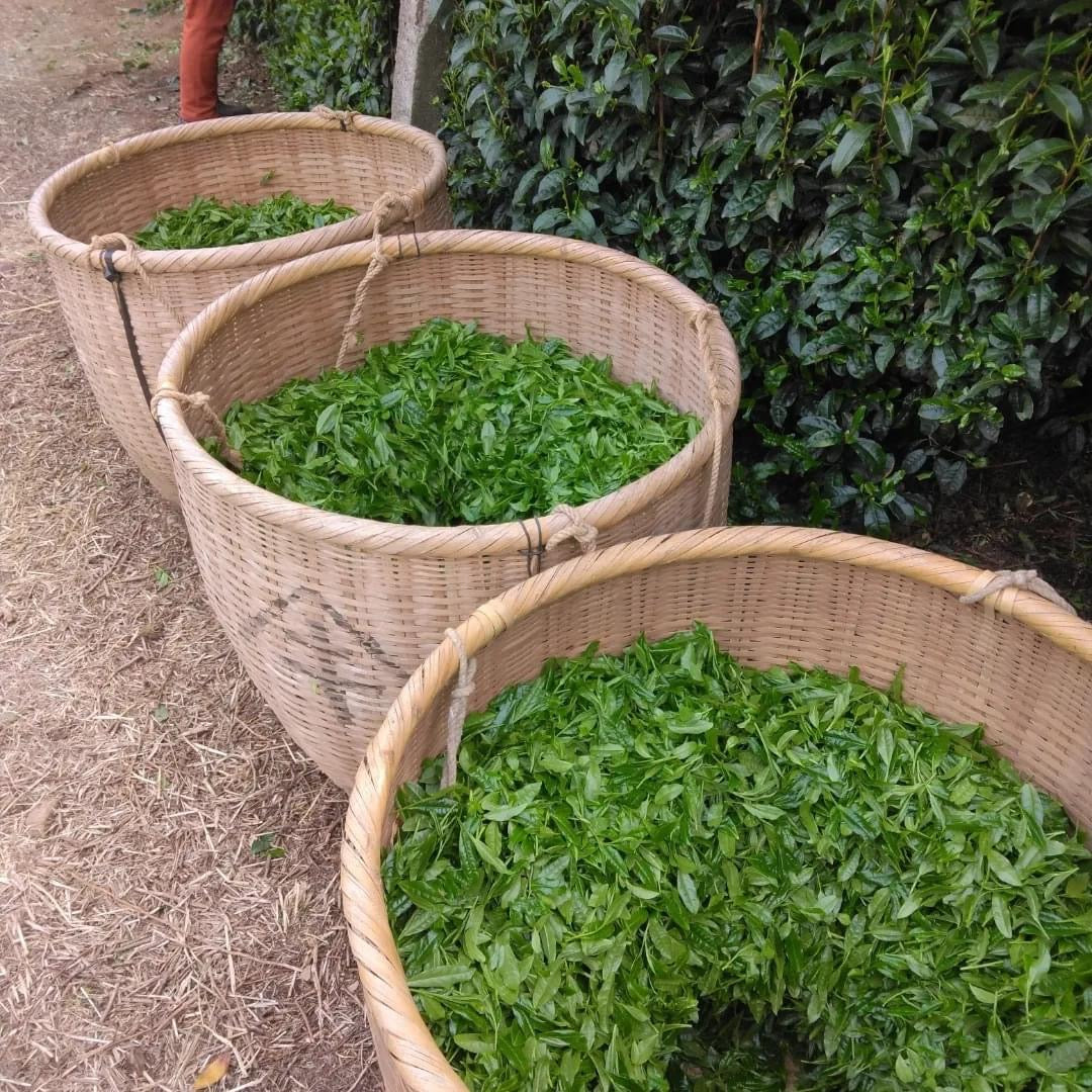 Teal leaf hand picking Kuma Tea Garden: Yamecha Saemidori Heritage Grade Gyokuro Tenkaichi - 71st All Japan Tea Competition Grand Prize Winning Garden - tokinari.live