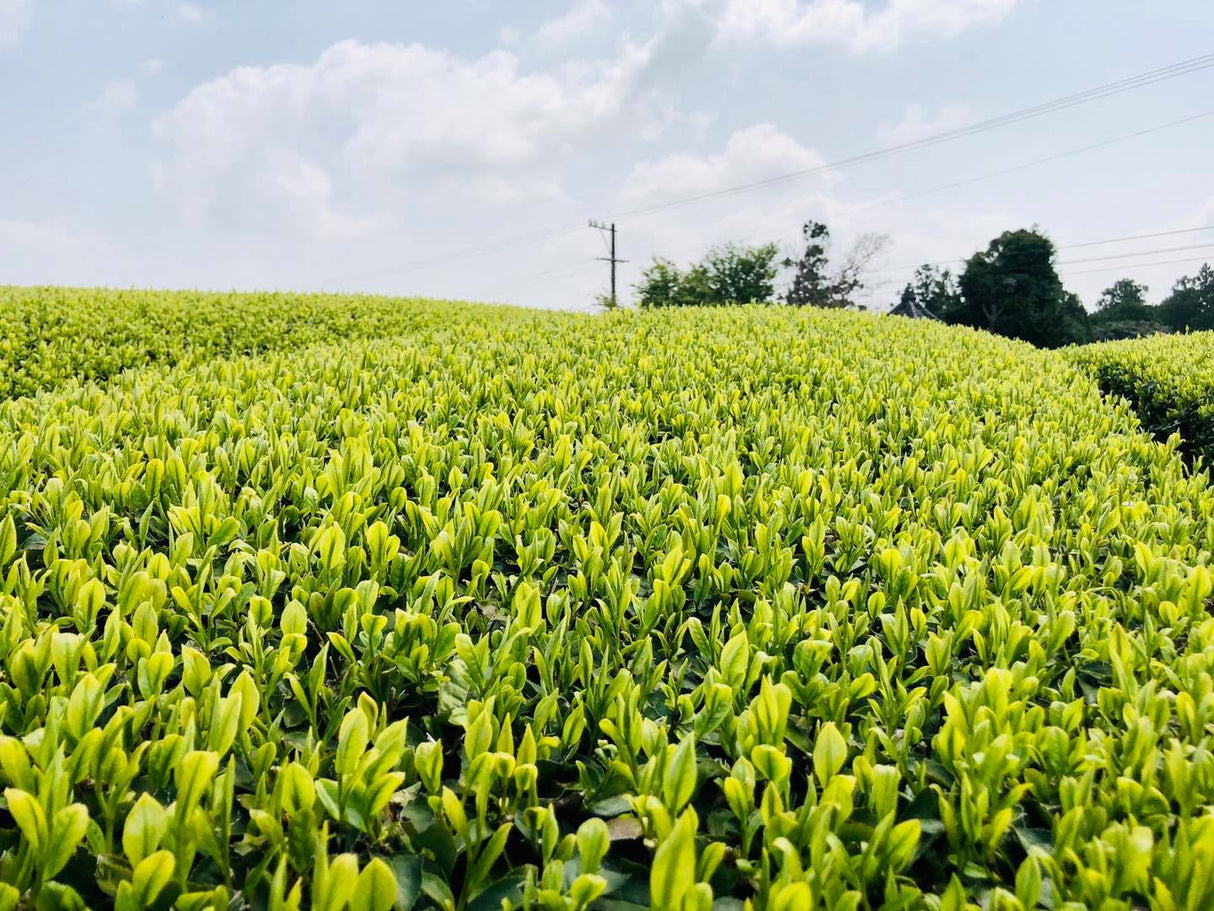 Kaneroku Matsumoto Tea Garden: 2022 Shincha - Limited Edition - Ohashiri 大走り新茶 - tokinari.live