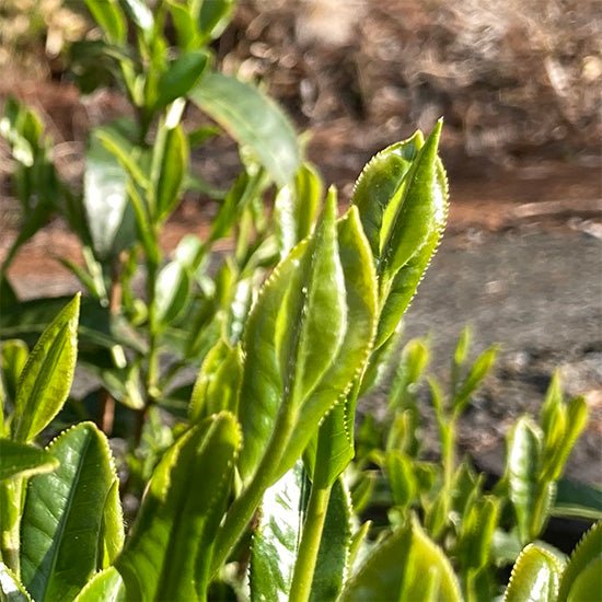 Kanes Tea: 2022 Handpicked First Flush Black Tea Wakocha, Shoushun Single Cultivar - tokinari.live