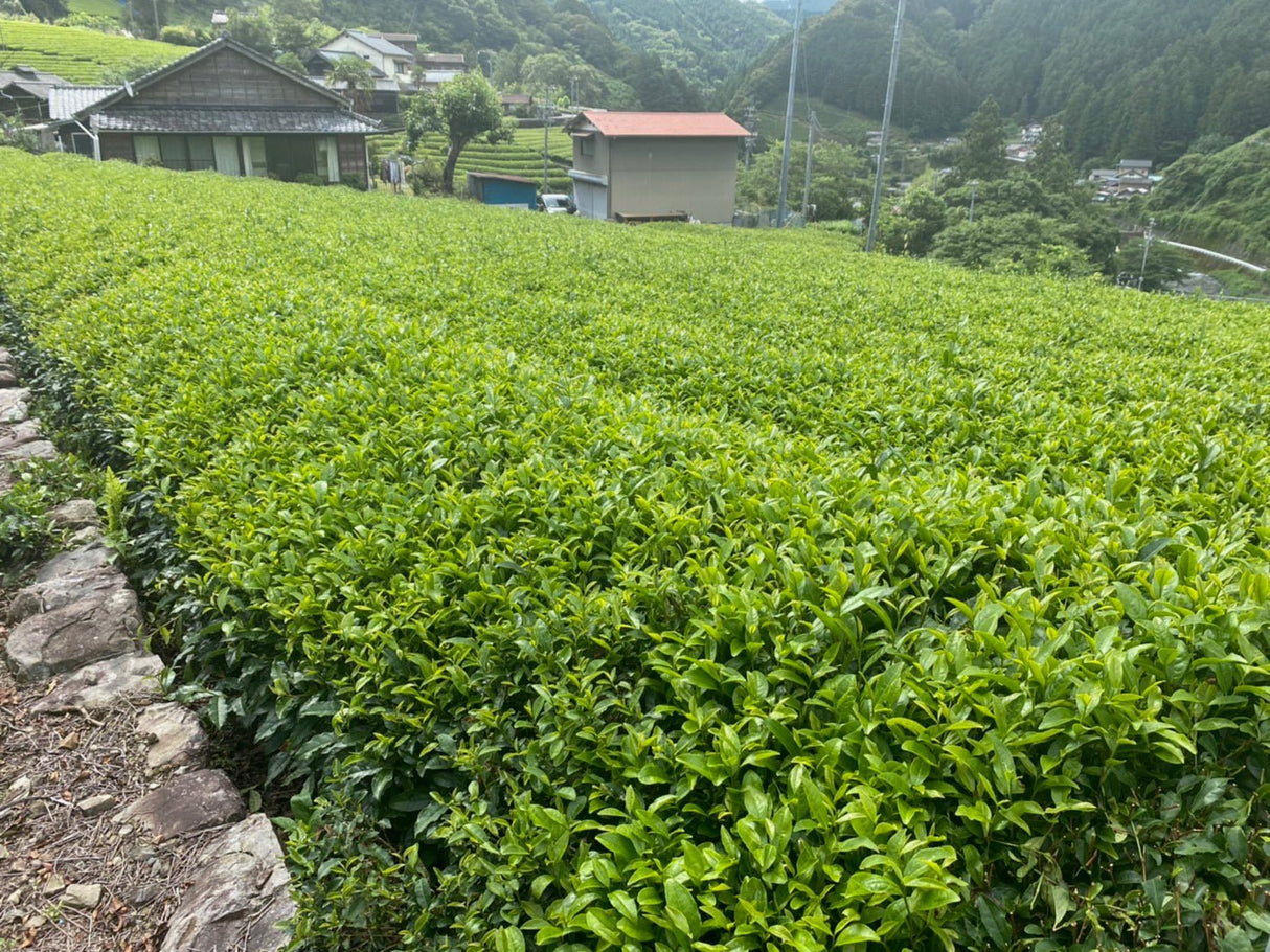 Kiyosawa Tea Gardens: Shizuoka Spring Asamushi Sencha by Farmer Sugiyama Yachiyo - tokinari.live