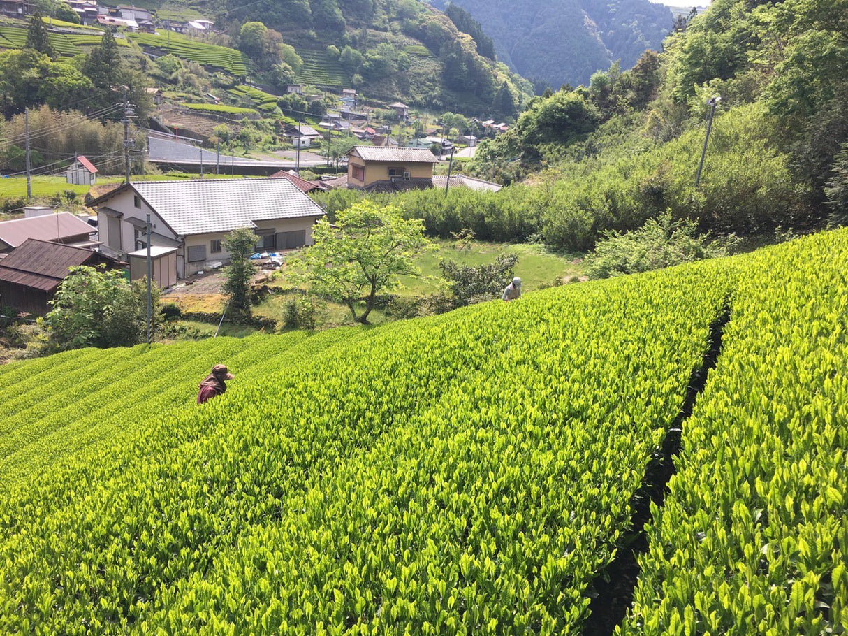 Kiyosawa Tea Gardens: Shizuoka Spring Asamushi Sencha by Farmer Sugiyama Yachiyo - tokinari.live