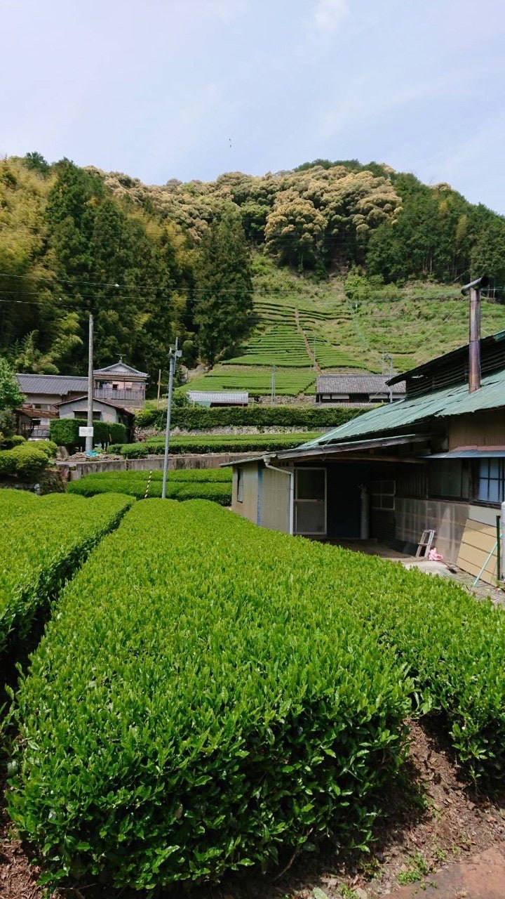Kiyosawa Tea Gardens: Shizuoka Spring Kukihojicha Roasted Green Tea Leaf Stems by Farmer Kajiyama Yukako - tokinari.live