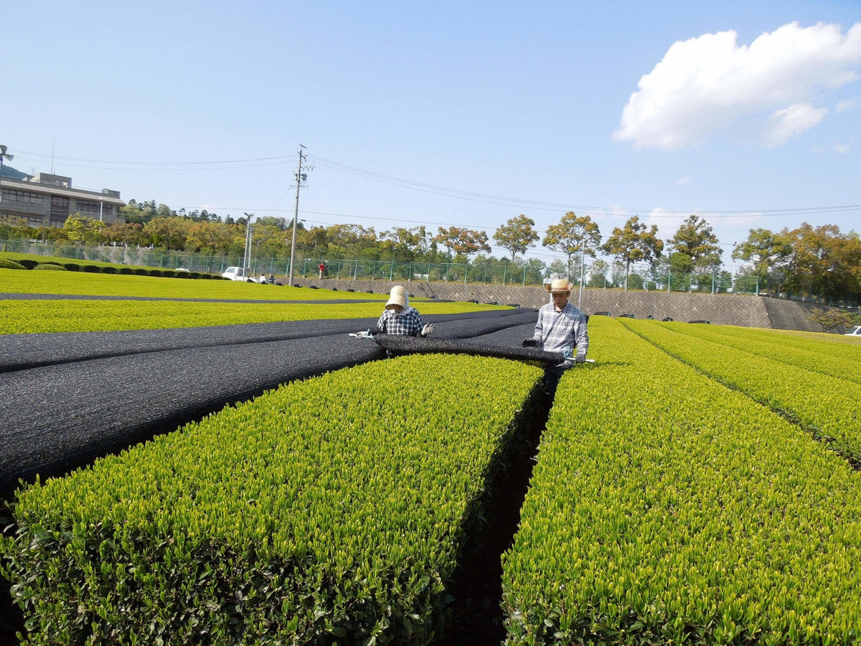 Marushige Shimizu Tea Farm: 2022 Kabusecha Shaded Green Tea, Saemidori さえみどり - tokinari.live