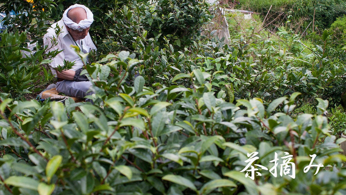 Michiko's Handpicked, Sun-Dried Awa Bancha from Kamikatsu Village, Tokushima - tokinari.live