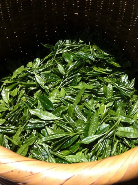 Mitocha NR005: Aged, Sun-dried Kamairicha Bancha 天日干し釜炒りばん茶 - tokinari.live