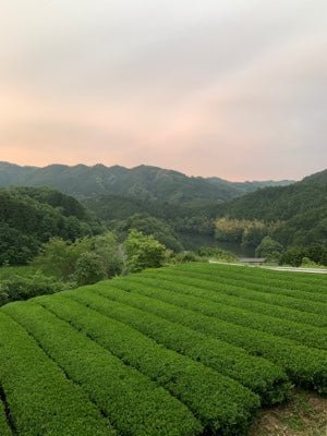 Mitocha NR005: Aged, Sun-dried Kamairicha Bancha 天日干し釜炒りばん茶 - tokinari.live