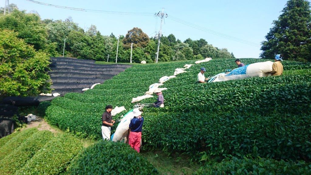 Nakai Tea Farm: Premium Yabukita Sencha from Wazuka Kyoto. Grown Without Pesticides - tokinari.live