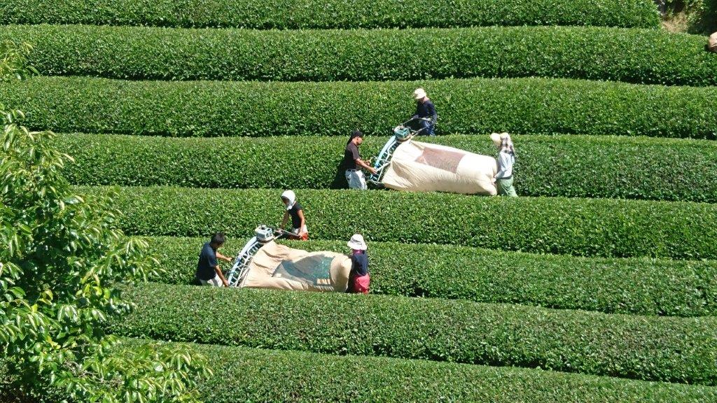 Nakai Tea Farm: Premium Yabukita Sencha from Wazuka Kyoto. Grown Without Pesticides - tokinari.live