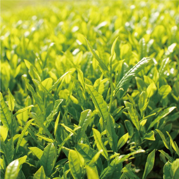 NaturaliTea #09: Superior Hojicha Roasted Green Tea (Spring Harvest) 上ほうじ茶 - tokinari.live
