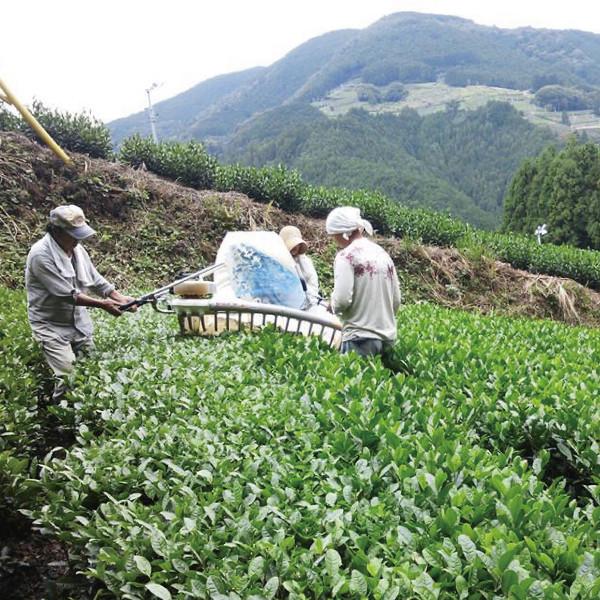 NaturaliTea #11: Autumn Bancha Green Tea - tokinari.live