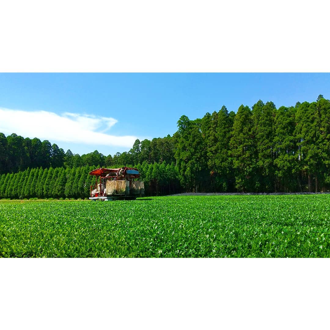 Sueyoshi Tea Atelier #001: 2022 "Furusato no Hana" Saemidori Fukamushi Kabusecha from Kagoshima 末吉銘茶 郷里の華 さえみどり - tokinari.live