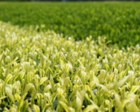 Yoshino Tea Garden: Horai Kincha Single Cultivar Sayama Golden Sencha Green Tea 蓬莱錦茶 - tokinari.live