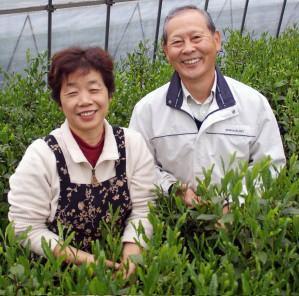 Yoshino Tea Garden: Horai Kincha Single Cultivar Sayama Golden Sencha Green Tea 蓬莱錦茶 - tokinari.live