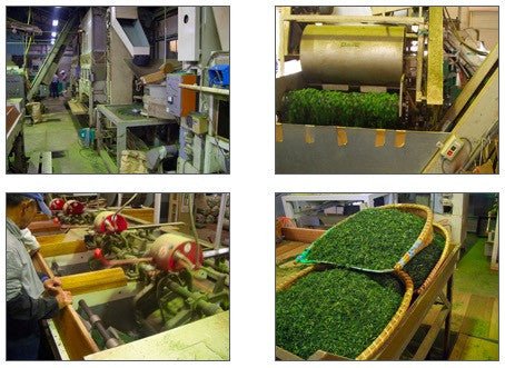 2016 Statistics on Tea Production in Japan - tokinari.live