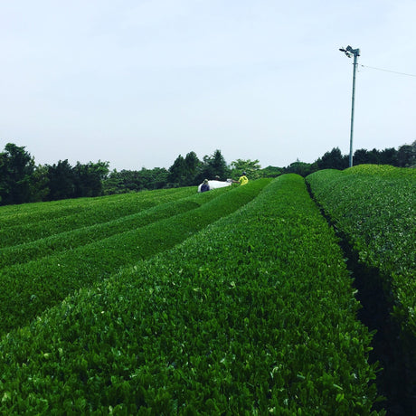 50 Major Tea Production Areas in Japan - An Evolving Project - tokinari.live