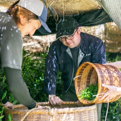 All About Shading in Japanese Tea Cultivation - tokinari.live