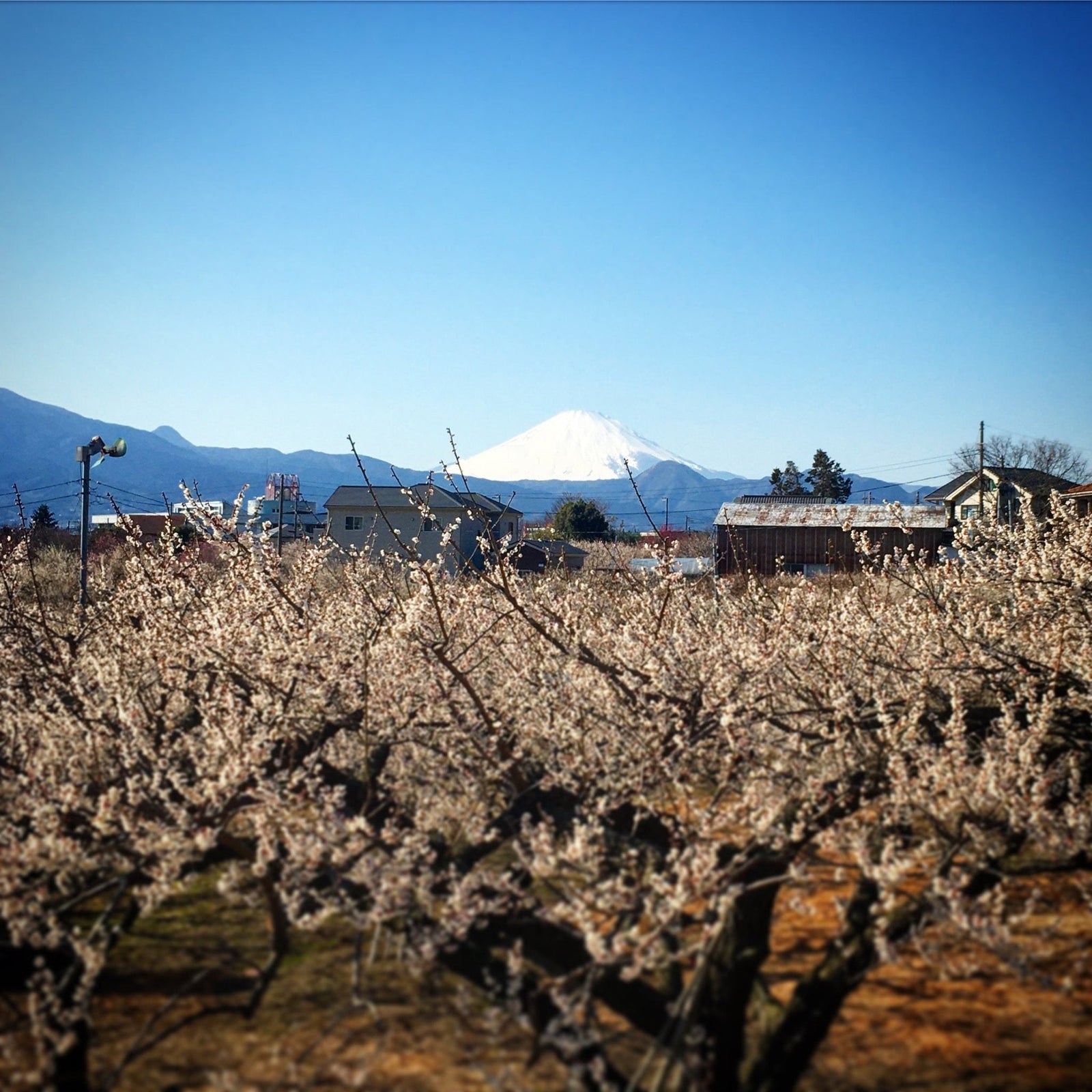 As spring begins to bloom... - tokinari.live