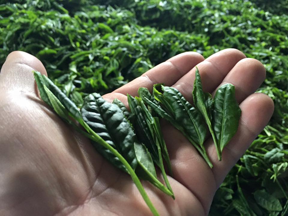 Befriending Japanese Tea Cultivars - tokinari.live