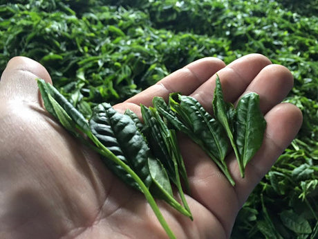 Befriending Japanese Tea Cultivars - tokinari.live
