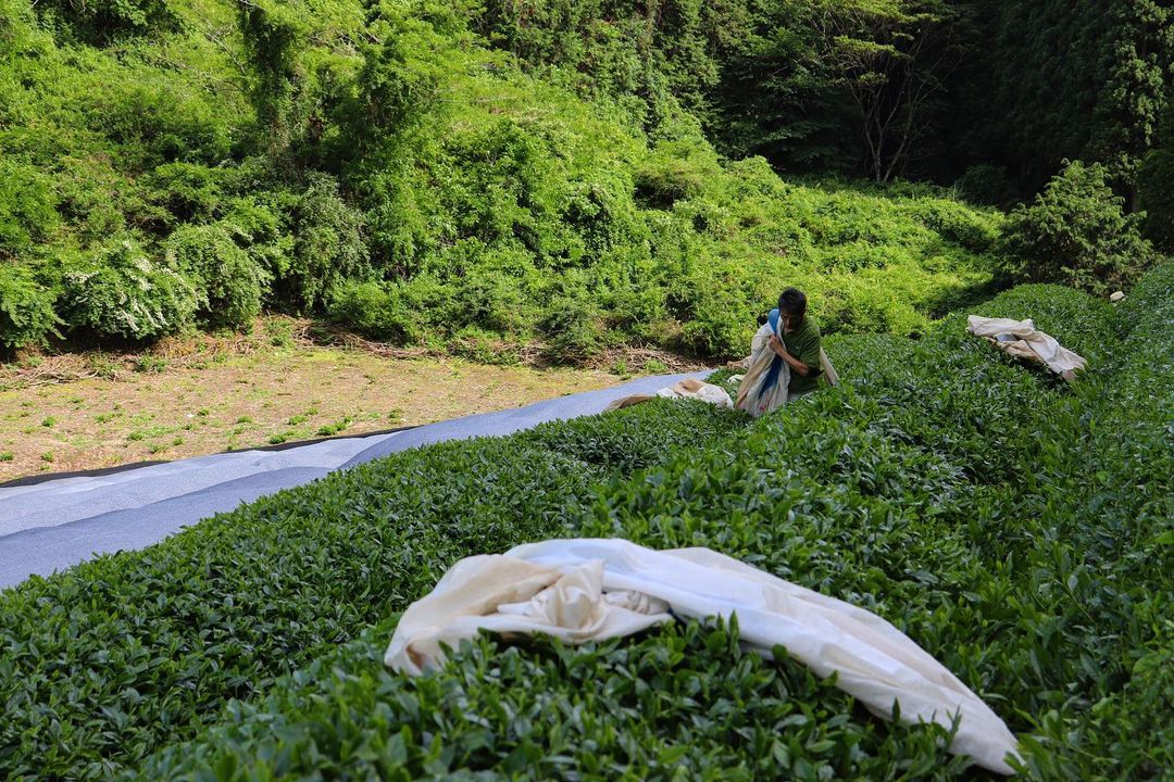Birthplace of Japanese Green Tea - Ujitawara - tokinari.live
