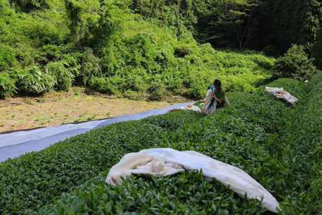 Birthplace of Japanese Green Tea - Ujitawara - tokinari.live