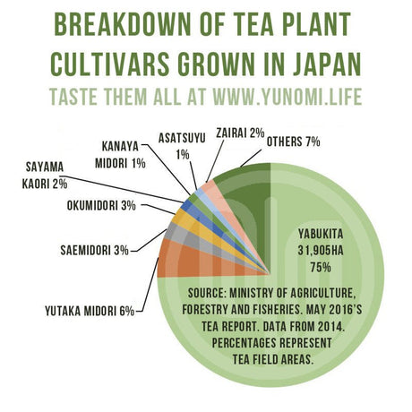 Breakdown of tea plant cultivars most commonly grown in Japan - tokinari.live