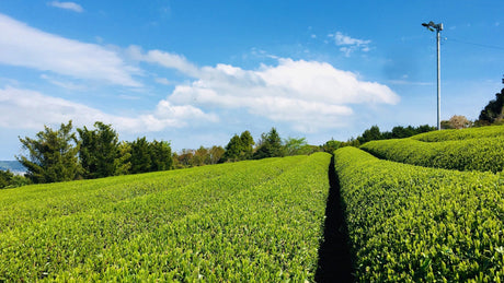 Climate Change and Tea Chemistry - tokinari.live