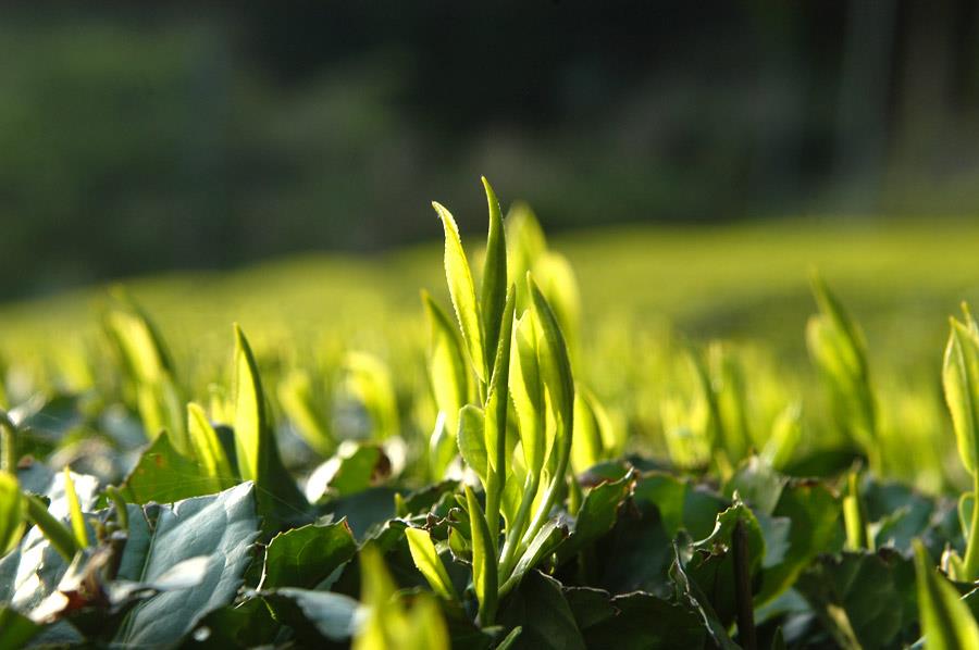 Does the Best Gyokuro Come from Yame? - tokinari.live
