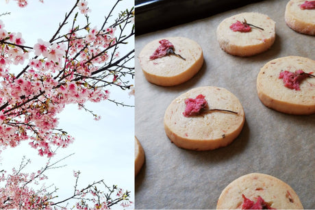 Eat and Taste Sakura Blossoms! - Sakura Biscuits Recipe - - tokinari.live