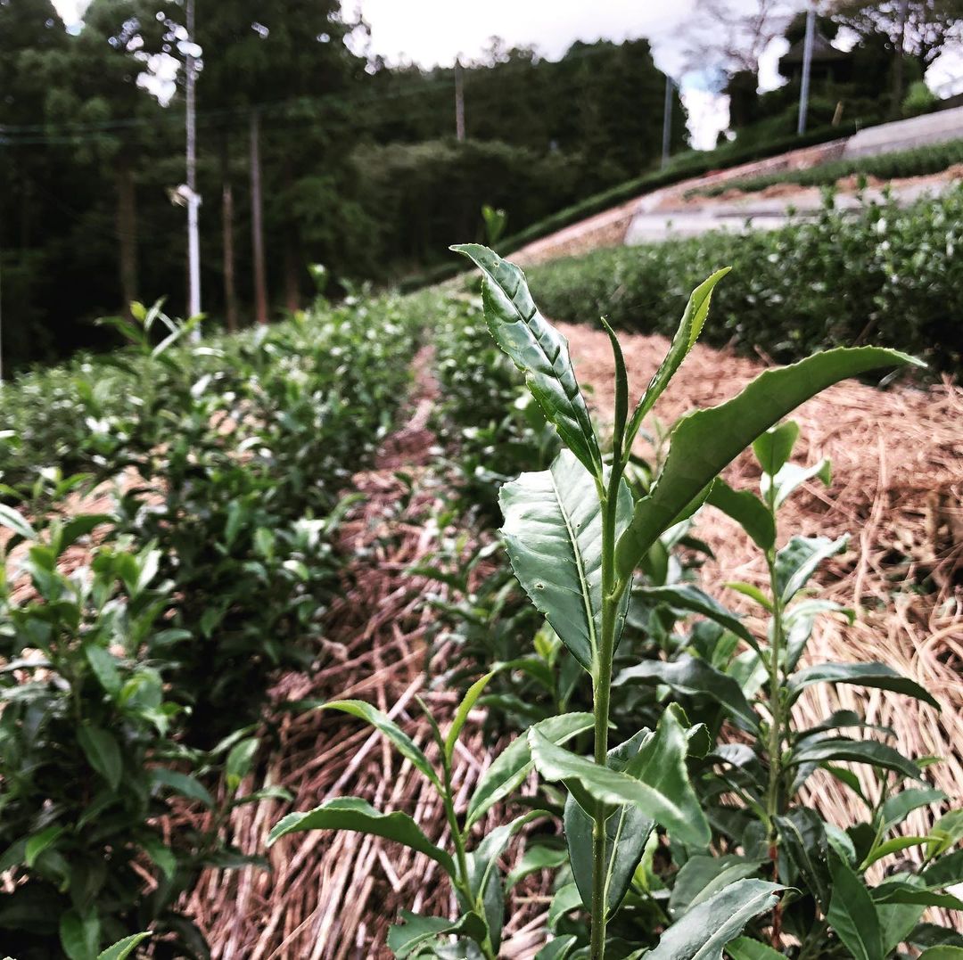 From Tea to Sea: Forests, Nutrient Dynamics and Tea Farming - tokinari.live