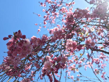 Happy spring, shincha season is around the corner! - tokinari.live