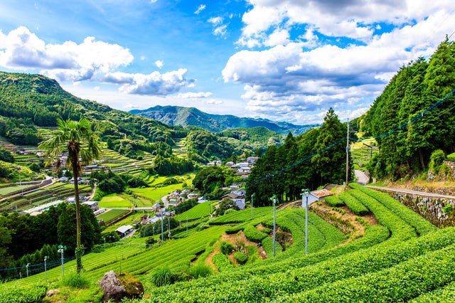 History Notes Along with Your Cup of Ureshino Tea - tokinari.live