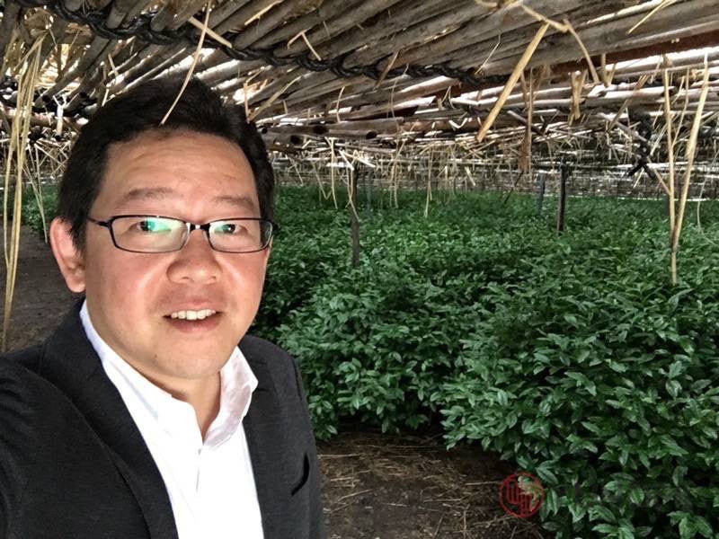 How does shading affect the type and quality of tea? - tokinari.live