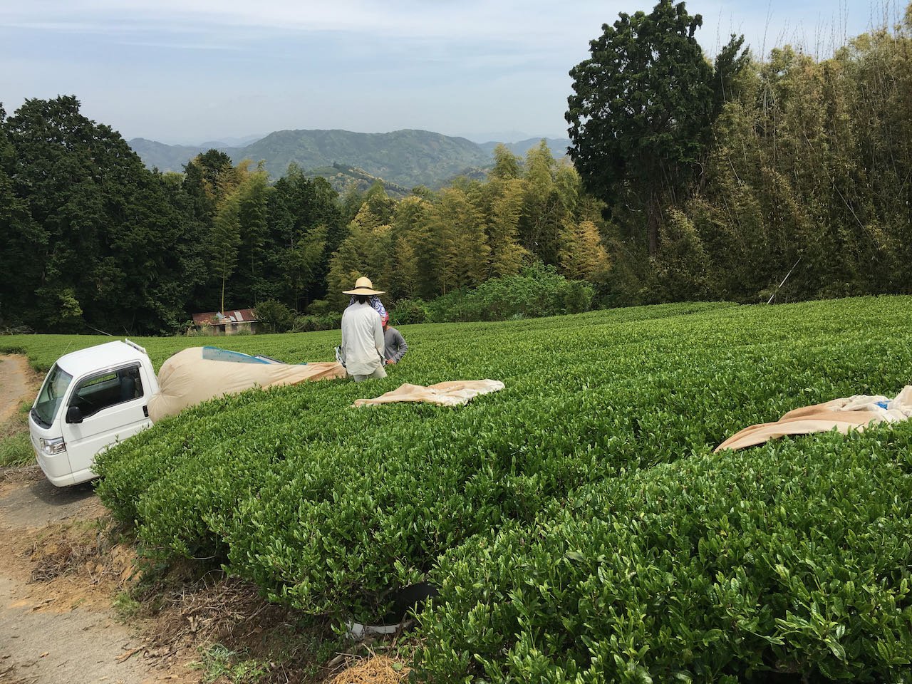 Japanese tea production in 2020 dropped a dramatic 15% - tokinari.live