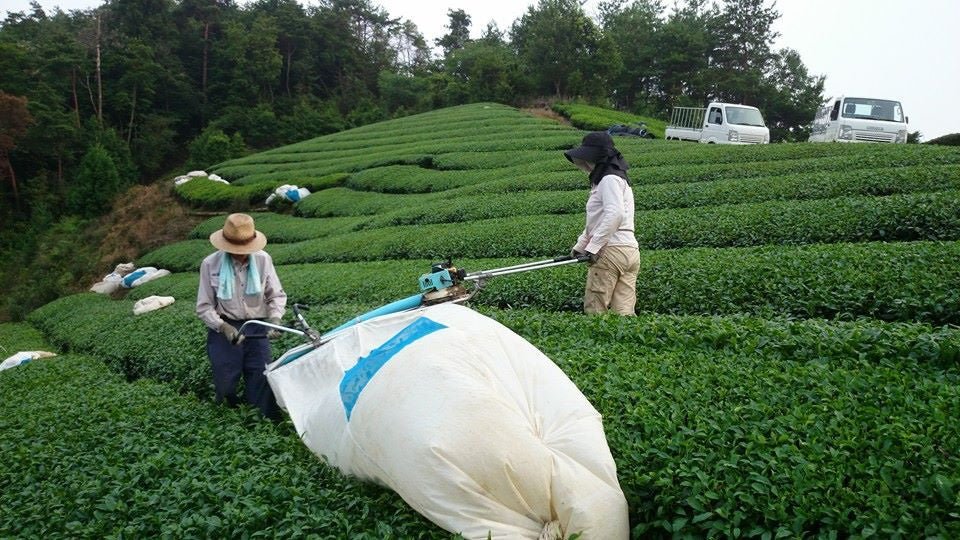 Japan's tea production volume and area - tokinari.live